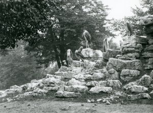 A group of five Marabou Stork standing on rocks in the Antelope Paddock at London Zoo in 1928