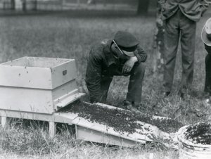 A Group of Keepers, Including Brown, Moving a Swarm of Honey Bees, London Zoo, July 1926 by Frederick William Bond