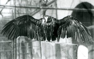 A hooded vulture, standing on a log with outstretched wings, enjoying an April shower at London Zoo, before 1930