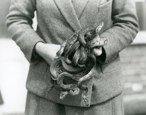 A keeper holding a knot of young Royal or Ball Python at London Zoo in 1931