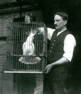 A Keeper Holds a Sulphur Crested Cockatoo, Jade, in Its Cage at London Zoo in October 1924 by Frederick William Bond