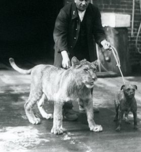 A keeper taking a dog and young lion for a walk, London Zoo, August 1925 by Frederick William Bond