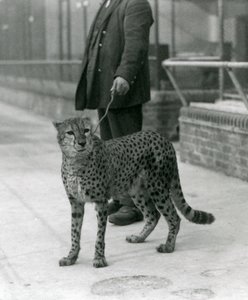 A keeper with a Cheetah on a lead, London Zoo by Frederick William Bond
