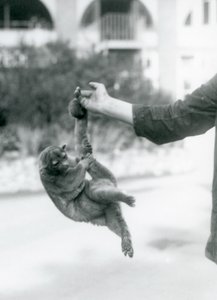Kinkajou at London Zoo, September 1925
