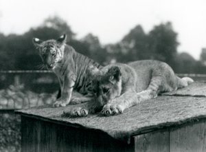 A lion and tiger cub sit together on the roof of their den, London Zoo, September 1925