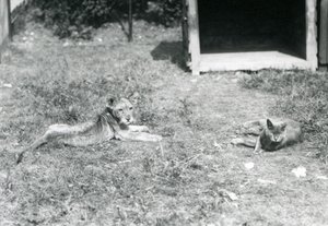 Lion Cub with Domestic Cat at London Zoo, July 1925 by Frederick William Bond