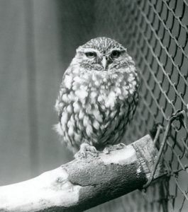 A little owl sitting on a branch next to the wire netting of its enclosure, London Zoo, November 1925