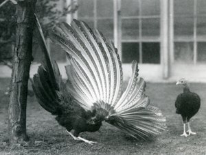 A Male Argus Pheasant Displaying His Wing and Tail Feathers, While a Female Stands in Front of Him, London Zoo, January 1926 by Frederick William Bond