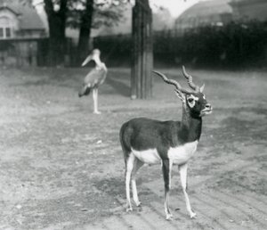 A male Blackbuck or Indian Antelope standing in a paddock at London Zoo, October 1926
