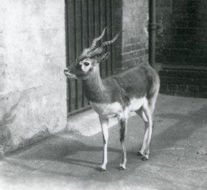 A male Blackbuck standing in its enclosure at London Zoo in June 1925