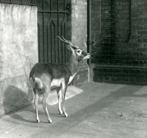 A male Blackbuck standing in its enclosure at London Zoo in June 1925
