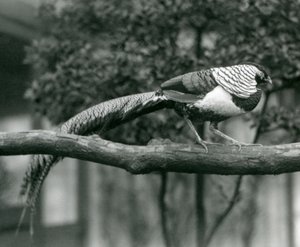 A male Lady Amherst