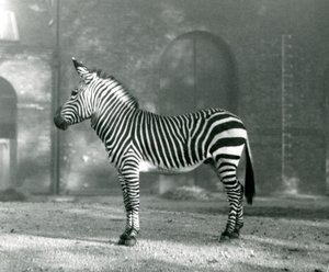 A Male Mountain Zebra x Hartmann