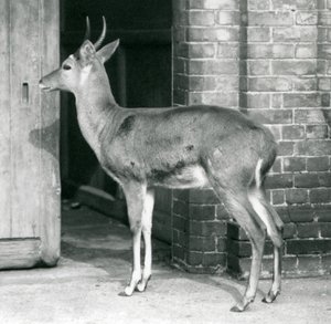 A Male Southern Common Reedbuck or Reitbok Standing by the Door of the Antelope House, London Zoo