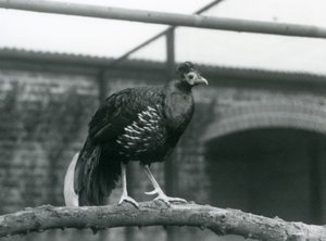 A Male Veillot