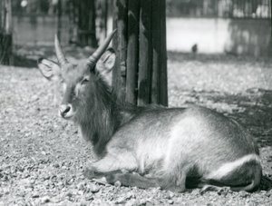 A Male Waterbuck, Kobus Ellipsiprymnus, Sitting in His Enclosure at London Zoo, 1920s