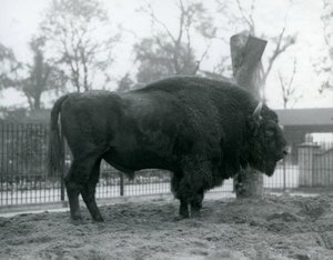 A Male European Bison Standing on the Grass in His Paddock, London Zoo, October 1927 (The Vulnerable European Bison Are Also Known as Wisent or European Wood Bison) by Frederick William Bond