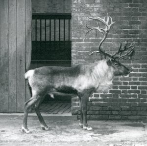 A mature Reindeer Stag standing in his paddock at London Zoo in 1925 by Frederick William Bond