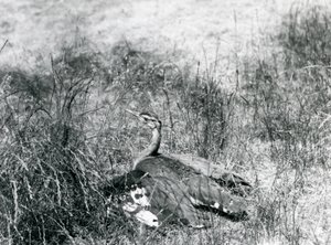 Arabian Bustard at London Zoo, July 1925