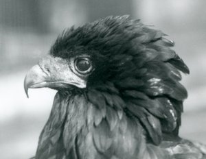 A near threatened Bateleur Eagle at London Zoo