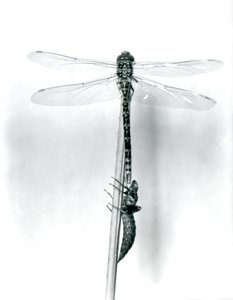 A newly emerged Golden-ringed Dragonfly dries its wings while resting on a reed above its empty larval shell, or exuvia, London Zoo, 1925 by Frederick William Bond
