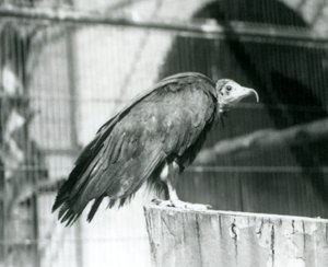 Hooded Vulture at London Zoo, September 1925