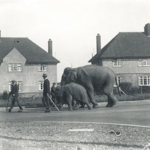 A Pair of Indian Elephants Walking from Tilbury to ZSL Whipsnade by Frederick William Bond