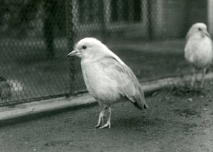 A Pair of Kagus Standing on the Floor of Their Enclosure at London Zoo, 1927 by Frederick William Bond