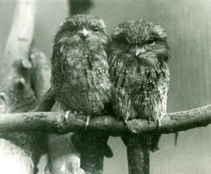 A pair of Tawny Frogmouths sitting on a branch at London Zoo by Frederick William Bond