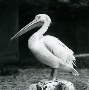 Pelican at London Zoo, September 1925