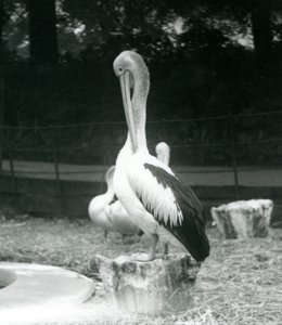 Pelican Preening at London Zoo, September 1925