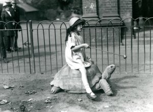 A Small Girl, Betty, Holds Out a Stick with an Apple on the End to Lead the Giant Tortoise She is Riding, London Zoo, 1924