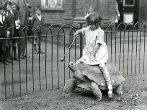 A small girl, Betty, holds out a stick with an apple on the end to lead the Giant Tortoise she is riding, London Zoo, 1924