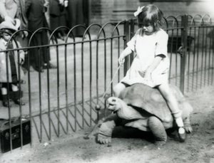 A small girl, Betty, holds out a stick with an apple on the end to lead the Giant Tortoise she is riding, London Zoo, 1924