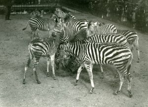 A Small Herd of Chapman’s Zebra, Including Young, London Zoo in 1923