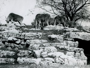 A small herd of Common Eland grazing amongst the rocks in the Eland Antelope Paddock at London Zoo in June 1925 by Frederick William Bond