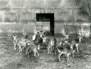 A Small Herd of Mouflon at London Zoo in November 1926