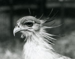 A Vulnerable Secretary Bird at London Zoo in 1928