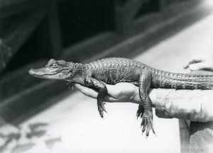 A young Alligator held in the hand of its keeper, London Zoo