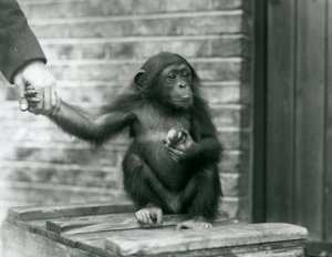 A Young Chimpanzee Holding the Hand of a Keeper While Sitting on a Wooden Crate, London Zoo, June 1926