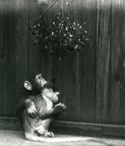 A Young Chimpanzee Puts His Arm Around a Mangabey Under Mistletoe at London Zoo in December 1924