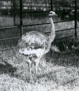 A young Darwin