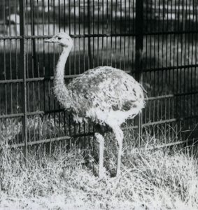 A Young Darwin