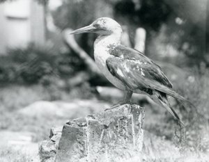 A young Gannet standing on a tree stump at London Zoo in 1929