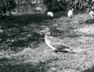 A Young Gannet Standing on Grass at London Zoo
