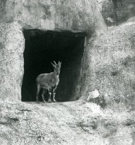 A Young Grecian Ibex Standing in the Entrance of a Cave in the Artificial Rocks of the Mappin Terraces, London Zoo (August 1927)