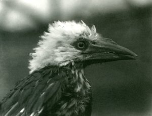 A young Hornbill at London Zoo, 1924