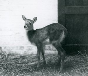 A young Lechwe standing on hay, London Zoo, January 1926