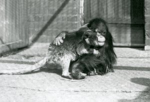 A Young Orangutan Hugs a Tree Kangaroo at London Zoo in 1927