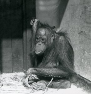A young Orangutan sitting in its enclosure at London Zoo, October 1925